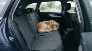 A happy dog resting comfortably on a warm, protective 12V travel blanket in the back seat of a car.